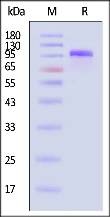 Biotinylated Rat Complement C2 Protein, His,Avitag™ (active enzyme) - image 1