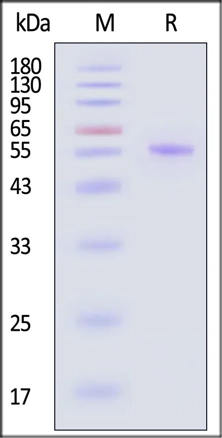 Biotinylated Human BTNL2 Protein, His,Avitag™ - image 1