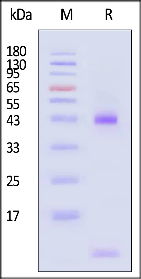 Biotinylated Human HLA-A*33:03&B2M&EGF R (HVKITDFGR) Complex Protein (Monomer, MALS verified) - image 1