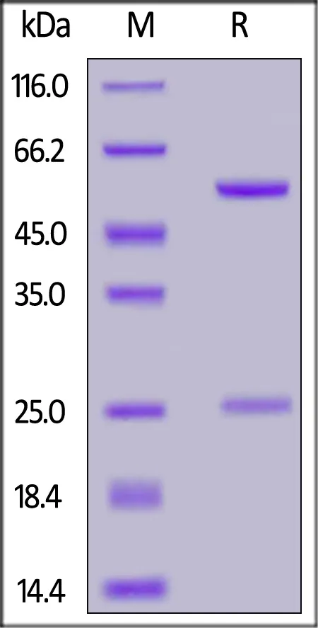 Biotinylated Anti-Human CD28 Antibody, Mouse IgG1,Avitag™, premium grade - image 1