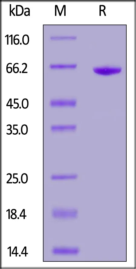 Biotinylated FMC63 scFv, Fc,Avitag™ (MALS verified) - image 1