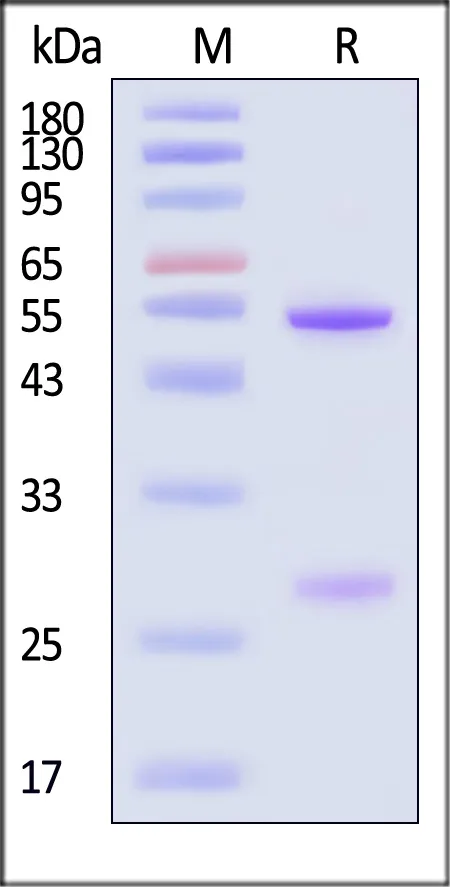 Anti-SARS-CoV-2 Spike RBD Broadly Neutralizing Antibody, Human IgG2 (AM359b) (MALS verified) - image 1