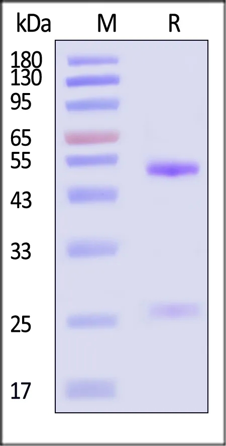Anti-SARS-CoV-2 Spike RBD Broadly Neutralizing Antibody, Human IgG4 (AM359b) (MALS verified) - image 1