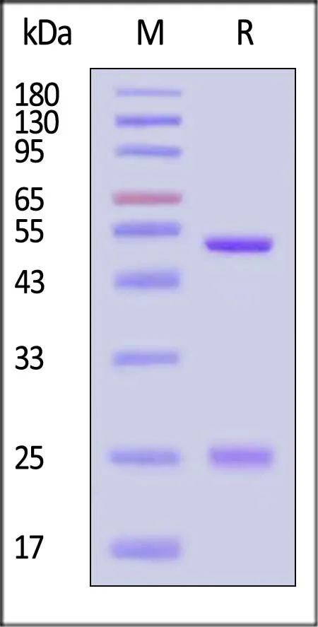 Mouse IgG2a Kappa Isotype Control (mAb) (MALS verified) - image 1