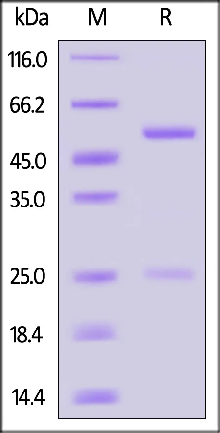 Biotinylated Mouse IgG2b Antibody Isotype Control (MALS verified) - image 1