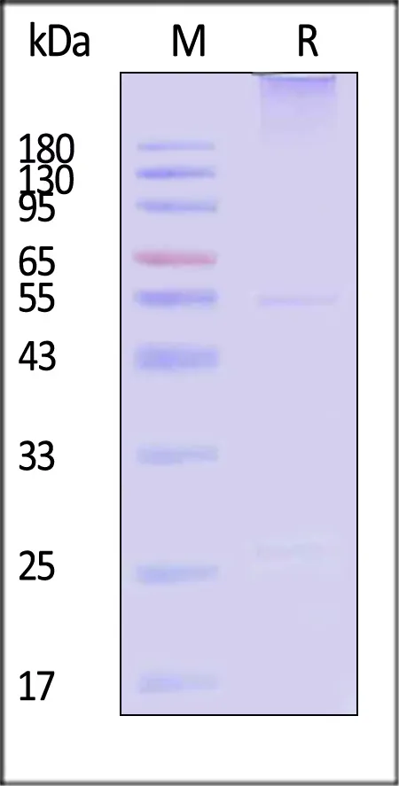 HRP conjugated Monoclonal Anti-DM-1&DM-4 Antibody,Mouse IgG1 - image 1