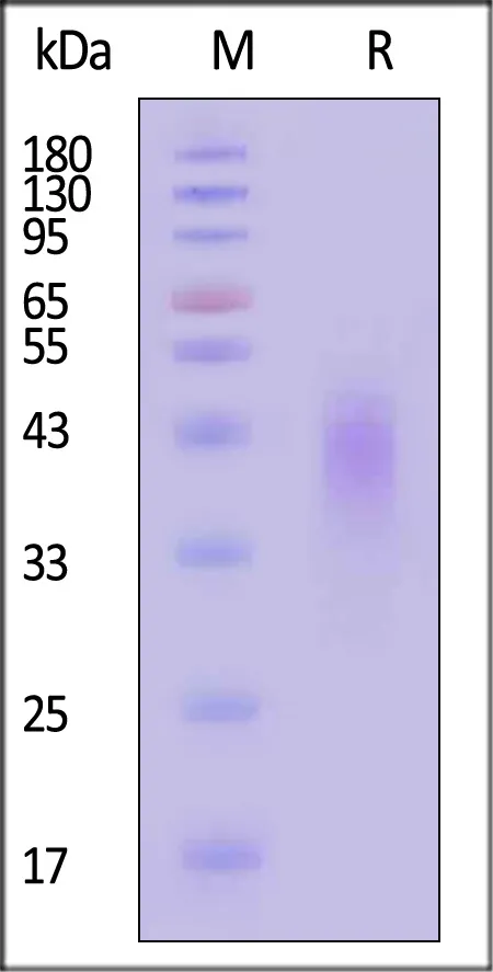 Biotinylated Cynomolgus / Rhesus macaque CD47 Protein, His,Avitag™ - image 1