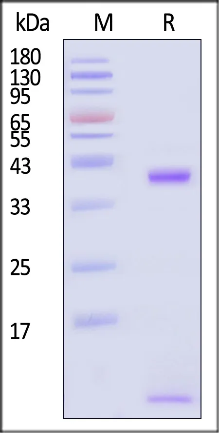 Biotinylated Human HLA-A*24:02&B2M&WT-1 (CYTWNQMNL) Complex Protein (Monomer, MALS verified) - image 1
