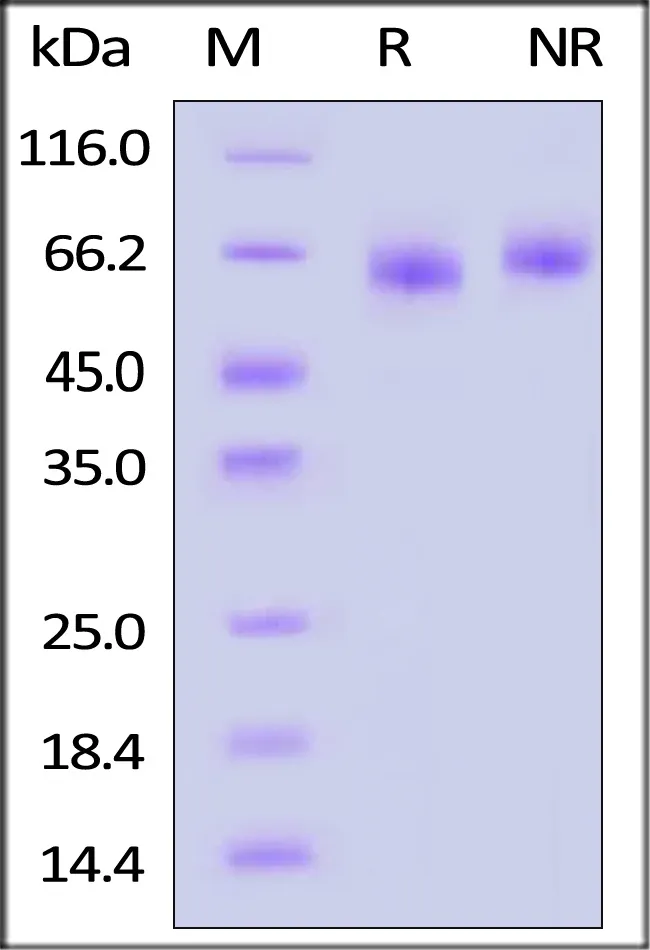 GMP Biotinylated Human DLL4 Protein, His,Avitag™ - image 1