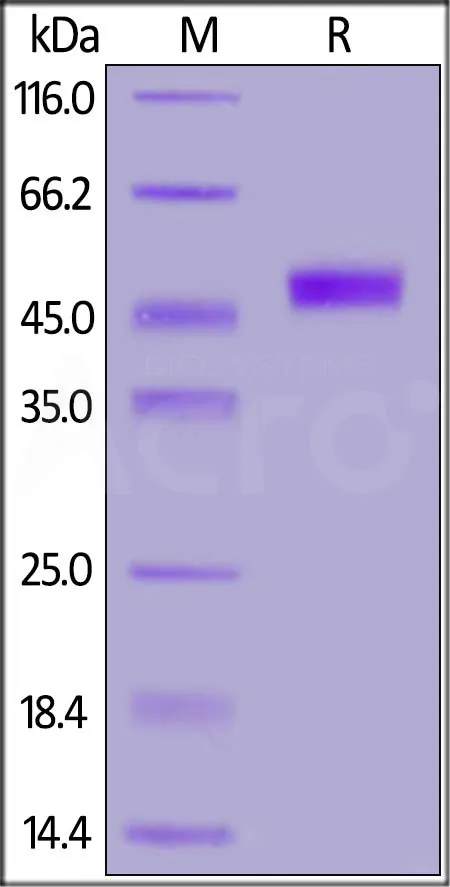 Cynomolgus CD3E&CD3G Heterodimer Protein, Fc Tag&Fc Tag (MALS verified) - image 1