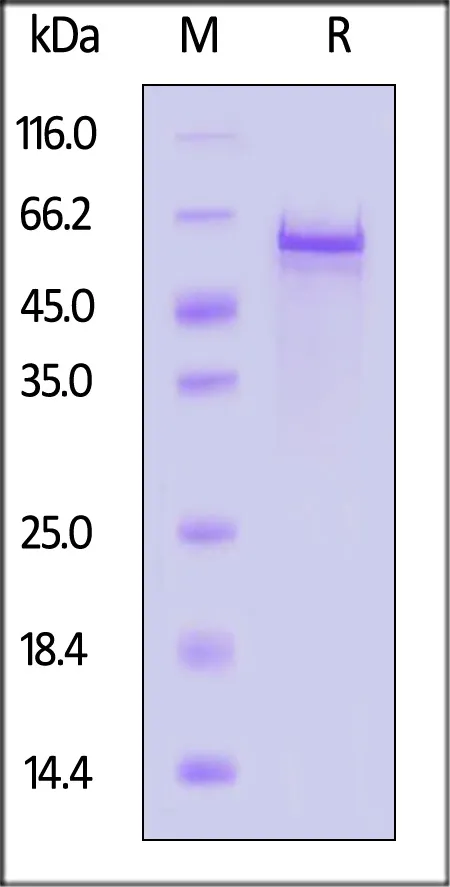 AAV2 VP3, Recombinant Protein - image 1