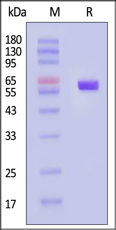 Biotinylated Human HLA-A*02:01&B2M&p53 (HMTEVVRHC) Complex Protein (Monomer, MALS verified) - image 1
