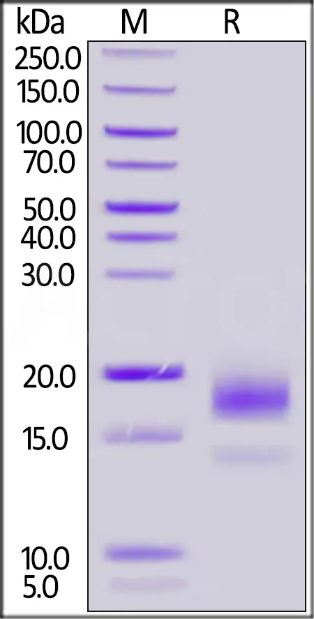 Biotinylated Human CD59 Protein, His,Avitag™ - image 1