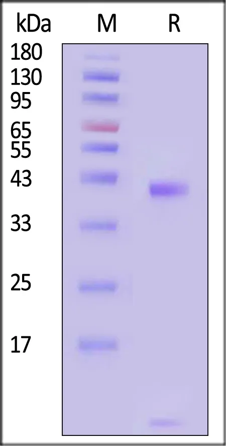 Biotinylated Human HLA-A*02:01&B2M&PRAME (ALYVDSLFFL) Complex Protein (Monomer, MALS verified) - image 1