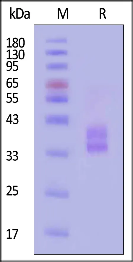 Biotinylated Human HLA-DRA1*01:01&HLA-DRB1*11:01&CLIP (PVSKMRMATPLLMQA) Complex Protein (Monomer) - image 1