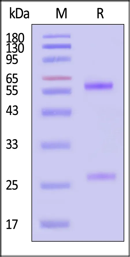 Biotinylated Anti-SN38 Antibody, Mouse IgG1, Avitag™ (MALS verified) - image 1
