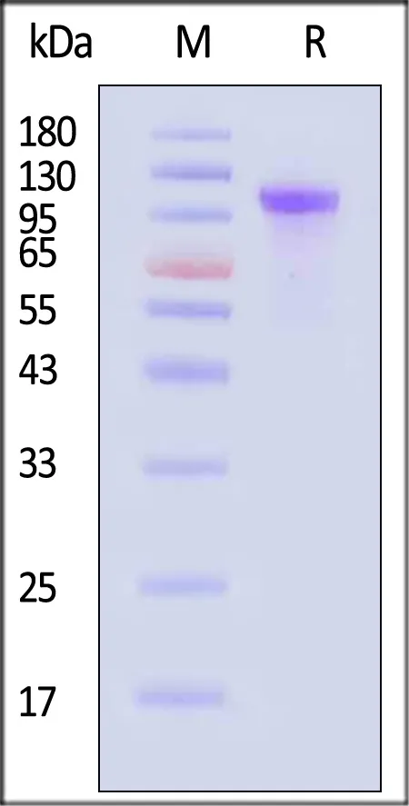 Biotinylated Dog Complement C2 Protein, His,Avitag™ (active enzyme) - image 1