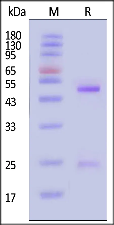 Monoclonal Anti-SN38 Antibody, Mouse IgG1 (MALS verified) - image 1