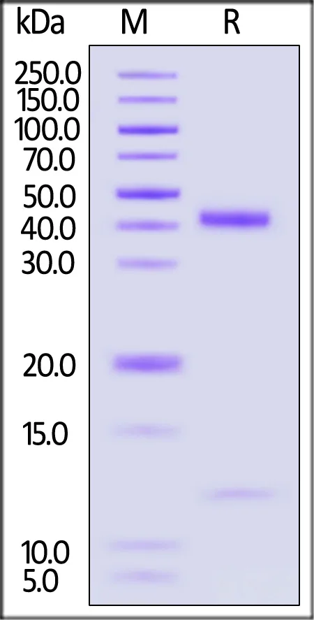 Biotinylated Human HLA-A*02:01&B2M&KRAS (KLVVVGAGGV) Complex Protein (Monomer, MALS verified) - image 1