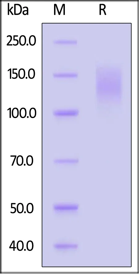 Biotinylated Cynomolgus CEACAM-5 / CD66e Protein, His,Avitag™ (MALS verified) - image 1