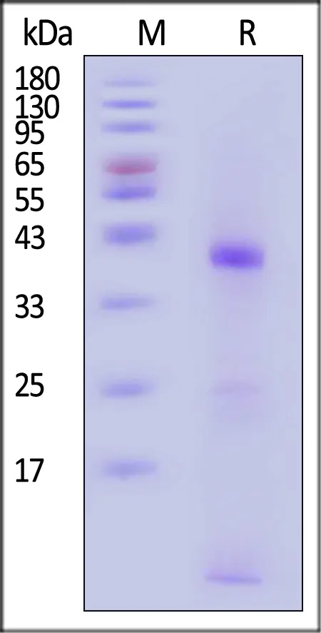 Biotinylated Human HLA-A*03:01&B2M&gp100 (ALLAVGATK) Complex Protein (Monomer, MALS verified) - image 1