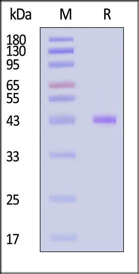 Biotinylated Human HLA-A*02:01&B2M&hTERT (ILAKFLHWL) Complex Protein (Monomer, MALS verified) - image 1