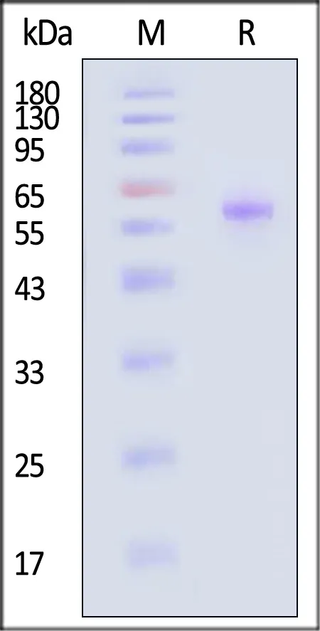 Biotinylated Nipah virus Post-Fusion glycoprotein, His,Avitag™ (MALS verified) - image 1