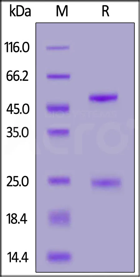 Monoclonal Anti-Human CD28 Antibody, premium grade - image 1