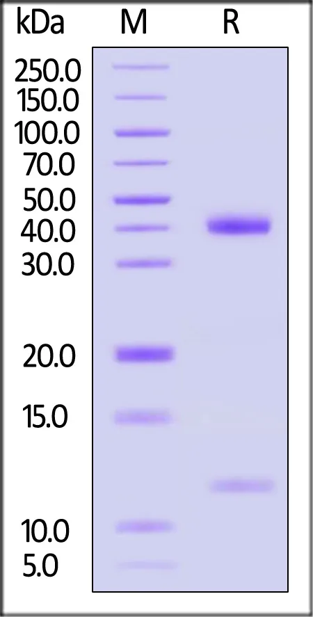Biotinylated Human HLA-A*11:01&B2M&KRASG12D (VVGADGVGK) Complex Protein (Monomer, MALS verified) - image 1