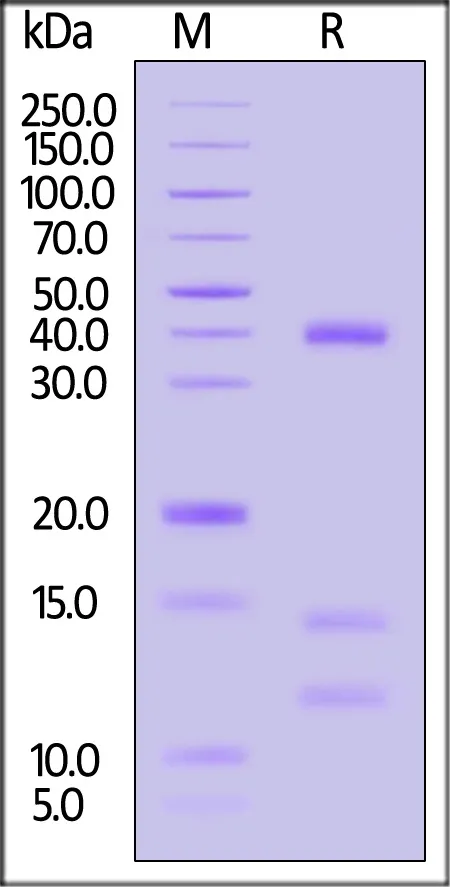 Human HLA-A*11:01&B2M&KRASG12D (VVGADGVGK) Tetramer Protein - image 1