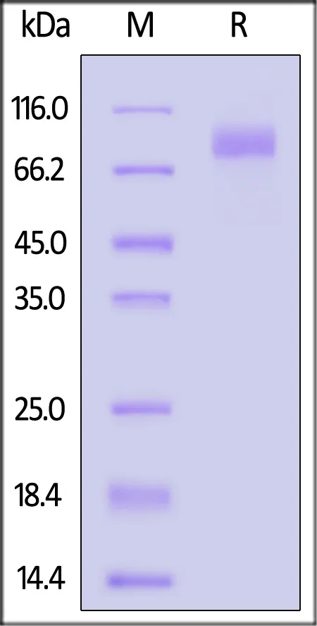 SARS-CoV-2 Spike S2 protein, His Tag (BA.2/Omicron) - image 1