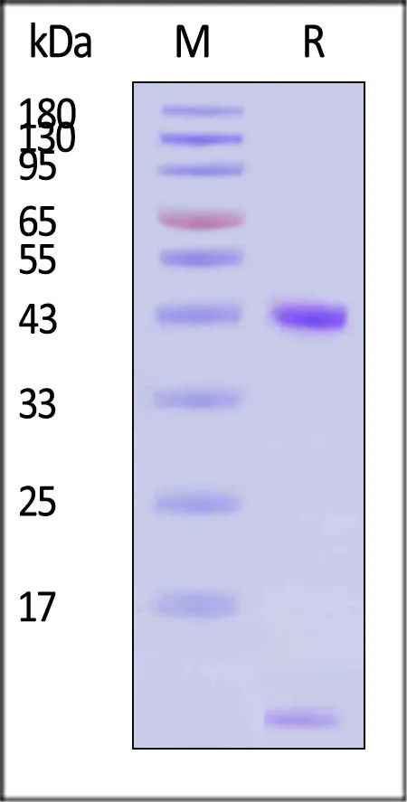 Biotinylated Human HLA-A*02:01&B2M&EBV EBNA (FMVFLQTHI) Complex Protein (Monomer, MALS verified) - image 1