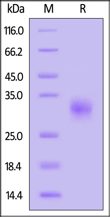 Human Fc gamma RIIB/C (CD32b/c) Protein, Strep Tag (MALS & SPR verified) - image 1