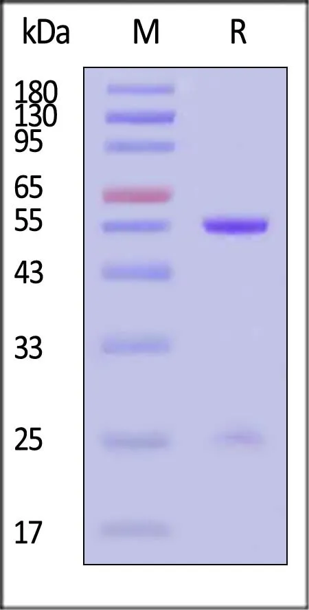 Mouse IgG2b Kappa Isotype Control (mAb) - image 1