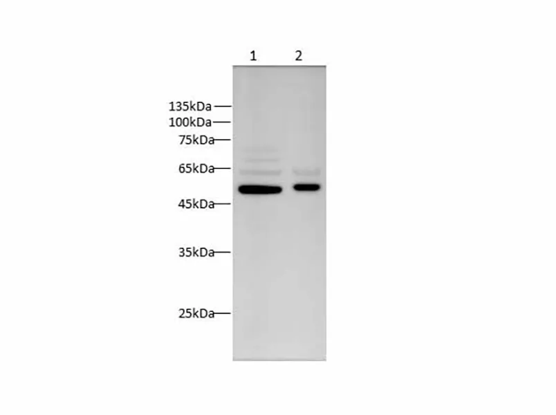 Vimentin Polyclonal Antibody - image 1