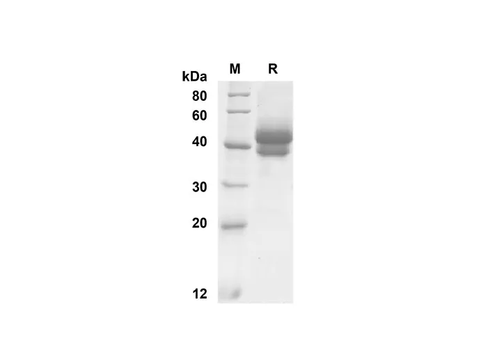 Recombinant Mouse TSLP Protein(Fc Tag) - image 1