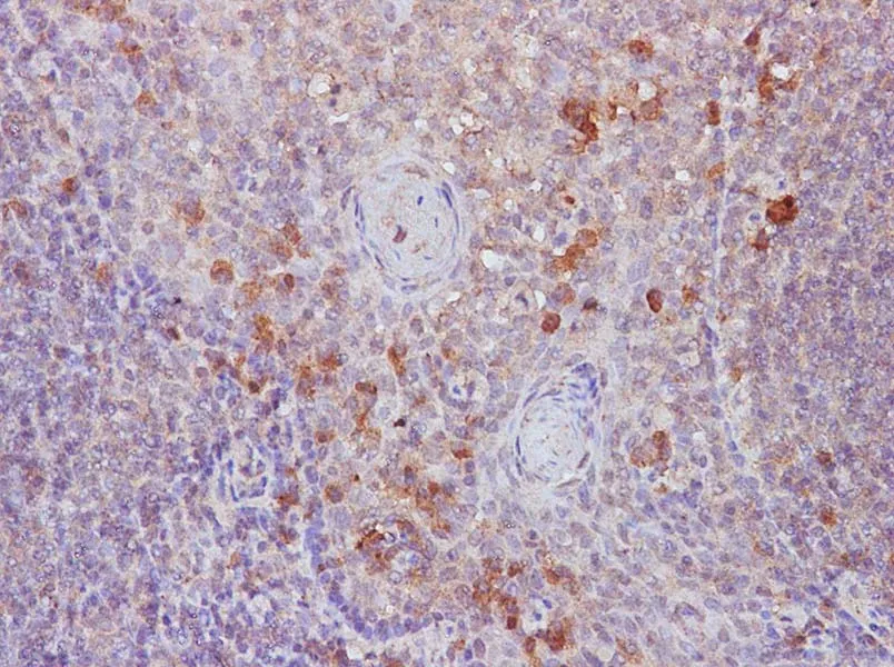 B7-1/CD80 Polyclonal Antibody - image 1