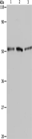 BAG5 Polyclonal Antibody - image 1