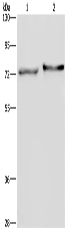 TRIM29 Polyclonal Antibody - image 1