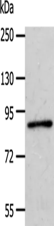 APPL1 Polyclonal Antibody - image 1