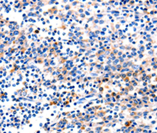 GADD45 gamma Polyclonal Antibody - image 1
