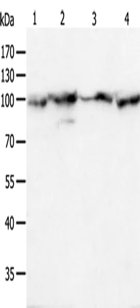 HSP90B1 Polyclonal Antibody - image 1