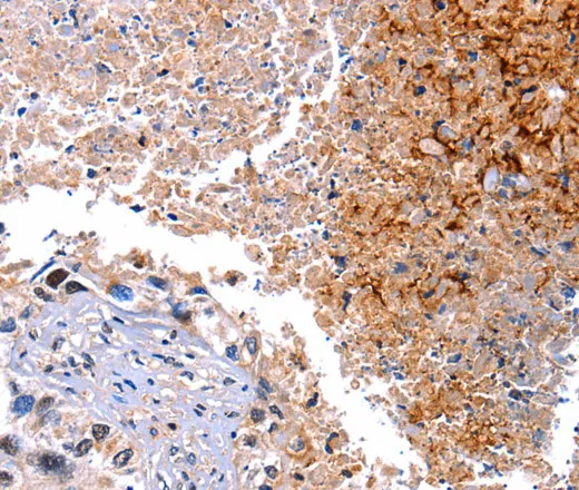HMOX1 Polyclonal Antibody - image 1