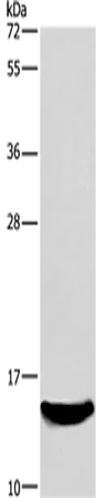 AIF1 Polyclonal Antibody - image 1