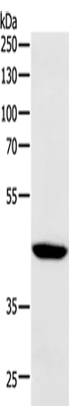 SOX-7 Polyclonal Antibody - image 1