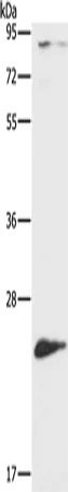 ATG10 Polyclonal Antibody - image 1