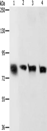 K-Cadherin Polyclonal Antibody - image 1