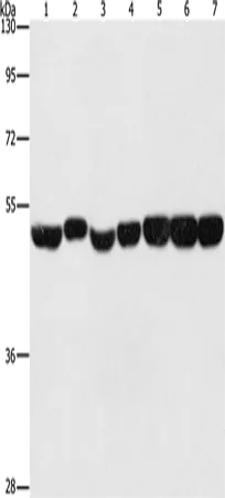 ENO1 Polyclonal Antibody - image 1