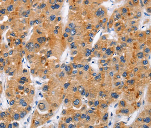 CD137 Polyclonal Antibody - image 1