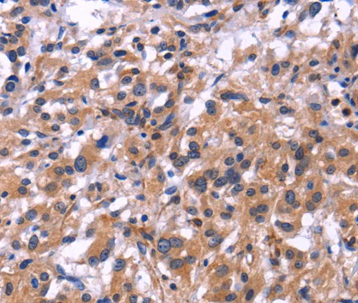 SIGLEC5 Polyclonal Antibody - image 1